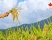 Làm thế nào để ngăn chặn bệnh lem lép hạt lúa 