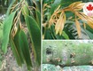 Các biện pháp điều trị bệnh thối rễ vàng lá ở cây sầu riêng 