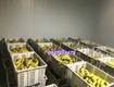 0947 459 479  lắp đặt kho lạnh trữ trái cây, củ quả tại long...