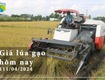 Giá lúa gạo hôm nay 