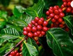 Colombian coffee certifications: how do they benefit producers 