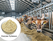Bán enzyme xylanase tối ưu khả năng hấp thu chất xơ cho vật nuôi 