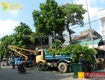 Dịch vụ chặt cây xanh, cắt tỉa cây mùa mưa ở đồng nai, hcm 