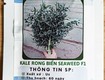 Hạt giống cải kale rong biển xoăn seaweed f1 