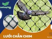 Lưới chắn chim   giải pháp bảo vệ mùa màng hiệu quả 