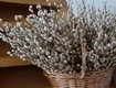 Hoa thanh liễu khô   1 sự tinh tế có trong bông hoa 