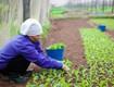 Cách trồng cây cải xanh bằng hạt: bí quyết đạt hiệu quả cao