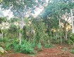 Cơ hội đầu tư   1.3ha giá chỉ 650 triệu/sào  cuôr đăng giáp hòa thuận buôn...