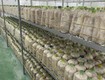 Cơ hội đầu tư siêu hấp dẫn sang nhượng trang trại nấm công...