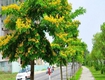 Bán cây xanh công trình sll ở hcm, đồng nai giá tốt