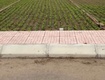 Chính chủ bán đất nền ven biển quất lâm 