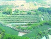 Bán 29.000m2 đất tại ấp 2, xã thanh hòa, huyện bù đốp, tỉnh bình phước....
