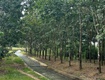 Buôn đôn đắk lắk dt 3.6ha thực tế 4ha có nhà cấp 4, sẵn...