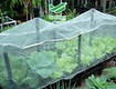 Lưới hdpe giải pháp bảo vệ cây trông
