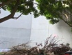 Bán đất dịch vụ, phân lô vỉa hè tại hà đông, kinh doanh bất chấp...