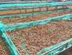 Đừng Bị Giá Rẻ Đánh Lừa   Cà Phê Giả Đang Hủy Danh Tiếng Của Bạn 