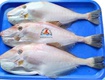Cá bò da 