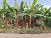 Cần bán lô đất sào phú vinh 29 x 40   1000m2 đất như...