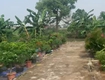 Bán đất 50m  khu tân hưng hải dương, ô tô vào tận nơi   giá chỉ...