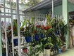 Lô góc lê hữu trác, gần biển mỹ khê, dt cực rộng 270m2, ngang 11m, chỉ 16.5 tỷ...