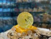 Cầu đá thạch anh cửa hàng phong thủy hoàng gia
