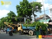 Dịch vụ cắt tỉa cây xanh, chặt cành cây ở đồng nai, hcm