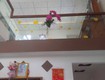 ♪ góc 2 mặt kiệt 3m hoàng diệu, 42m2, tầng sạch đẹp 2.x tỷ