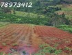 Đất sào xã eapo đường bao quanh lô đất giá cực kỳ tốt cho nhà đầu tư liên...
