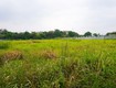 Bán 3500m2 đất cụm công nghiệp ninh hiệp, gia lâm, hà nội. lô 2 mặt tiền