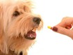 Thuốc tẩy giun cho chó Poodle: Bí quyết chăm sóc sức khỏe toàn diện cho cún cưng của...