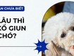 Tẩy giun cho chó: Bao lâu một lần là đủ để bé cưng luôn khỏe mạnh 