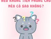Tiêm phòng cho mèo: Có phải là điều bắt buộc hay không 