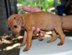 Chia sẻ kinh nghiệm chọn thức ăn cho chó Phốc Sóc 2 tháng tuổi   mẹ nào...