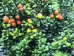 Cần bán nhanh cây Hải Châu đẹp 