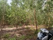 Bán 2.1 hecta đất sơn mỹ, hàm tân giá ngộp 1.6 tỷ/ hecta sổ hồng...