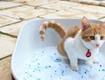 Cát mèo silica secco   giải pháp vệ sinh tuyệt vời cho boss nhà...