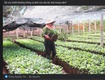 Cách bón phân npk   hướng dẫn chi tiết cho cây trồng hiệu quả...