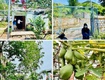 Bán nhà vườn cách biển nha trang 5km, cách ql1a vài chục mét. sổ...