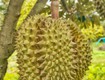 áp dụng đúng kỹ thuật chăm sóc sầu riêng ra hoa đậu trái theo từng...