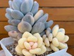 Chọn Chậu Sen Đá Phù Hợp: Bí Quyết Giúp Cây Khỏe Đẹp Và Không Gian Thêm Lung Linh...