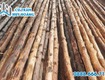 Cung cấp cây gỗ đước làm nhà giá rẻ tại tphcm