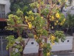 Bán villa góc 2 mặt tiền đường 61   thảo điền, tp. thủ đức...