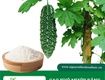 Cao khô mướp đắng có tác dụng gì 