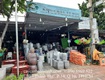 Cây công trình chậu trồng cây caycanhcayxanh.com