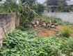 Chính chủ cần bán đất mặt đường nhựa 4 làn xe, trục chính xã vân...