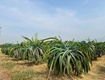 Bán đất vườn giá tốt   hàm mỹ, hàm thuận nam, bình thuận 
