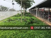 Cắt tỉa cây xanh, hạ chiều cao cây ở đồng nai, hcm
