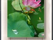 Gạch tranh 3d hoa sen   gạch tranh 3d hoa sen   mnb54...