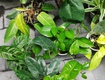 Combo 9 cây kiểng lá đã có chậu 