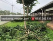 Cắt tỉa cây xanh, hạ chiều cao tán cây ở đồng nai, hcm